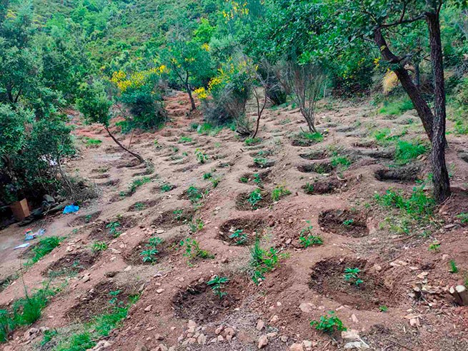 Эвия: обнаружена плантация конопли с 1061 саженцем - четыре ареста