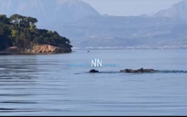 Дикие кабаны появились в море и в Тризонии Фокидской