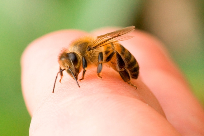 Крит: скончалась от укуса пчелы