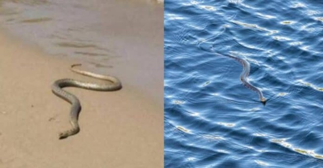 Змея на пляже устроила панику