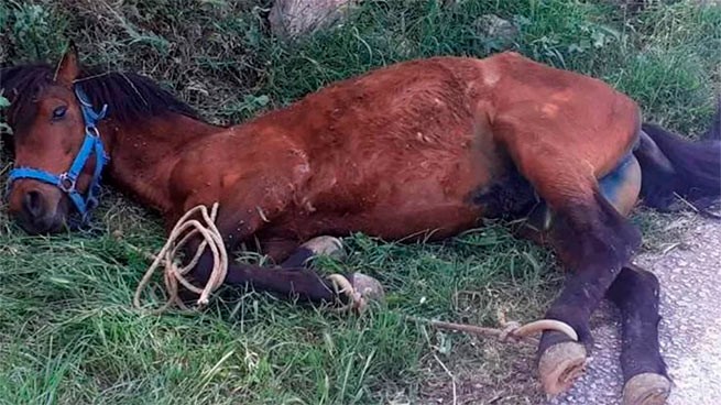 Лошадь со связанными ногами повесили на склоне холма. Владелец арестован