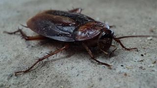 В Ларисе нашествие летающих тараканов (видео)