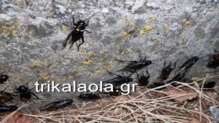 Жители Трикалы приняли сверчков за летающих тараканов (видео)